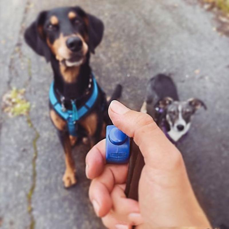 جديد: جهاز تدريب الحيوانات الأ - مراجعة Training Clicker Dog وسعره