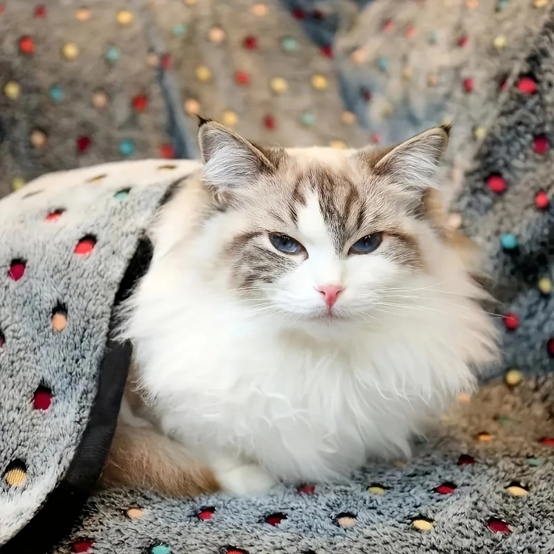 3 قطعة بطانية حيوانات أليفة لي - مراجعة Pet Supplies App وسعره